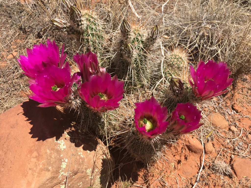 cactus flowers